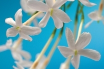 Gardenia