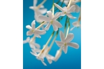 Gardenia